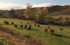 L'élevage bovin en France: un patchwork de vaches mais une viande uniformisée