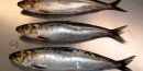 Des plats de service, en faïence ou en céramique, permettent de déguster les sardines sans compromis.