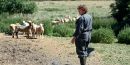 La sécheresse pousse certains éleveurs à abattre une partie de leur bétail pour pouvoir nourrir leurs bêtes.