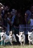 Stafford bijt Jack 
Russel dood