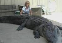Vrouw doodt
enorme alligator