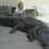 Vrouw vangt gigantische alligator
