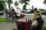 Dievengilde aast op zitmaaiers